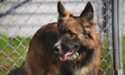 Breed: Shepherd
 
Age: Adult
 
Sex: M
 
Size: L
Beautiful shepard collie mix..Friendly and playful looking for a new home..Shepard lovers heres a great dog.
 
View this pet on Petfinder.com
Contact: Cape Breton SPCA | Sydney, NS