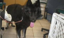 Breed: German Shepherd Dog
 
Age: Adult
 
Sex: M
 
Size: M
Primary Color: Black
Age: 2yrs 0mths 0wks
 
View this pet on Petfinder.com
Contact: Surrey Branch BC SPCA | Surrey, BC