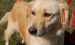 Breed: Golden Retriever Labrador Retriever
 
Age: Adult
 
Sex: M
 
Size: L
Ceasar is a very sweet but scared Golden Retriever looking for a quiet home with no cats. Ceasar is approximately 7 years old and loves walks and enjoy a good swim.
This sweet dog