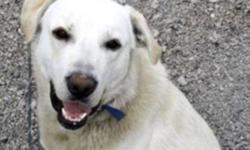 Breed: Great Pyrenees Husky
 
Age: Adult
 
Sex: M
 
Size: XL
Size: 90lbs
APPROX AGE: 2 1/2 years old
History: Rescued homeless stray with nowhere to go and no one to love, and nothing to eat, on a very barren and lonely NWT Reservation.
TEMPERAMENT: Clyde