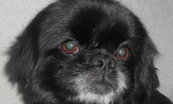 Breed: Pekingese
 
Age: Adult
 
Sex: M
 
Size: S
Orson&#8217;s background is unknown. He was discovered in a raccoon trap. We think that it was a great day for him, since this is what brought him to the pound and then to the rescue. His black coat had to