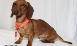 Breed: Dachshund
 
Age: Adult
 
Sex: M
 
Size: S
Peanut's adoption fee is $325.
Hi there! My name is Peanut and I&#8217;m a 2 year old neutered male &#8216;tweenie&#8217; Dachshund. I am busy searching for a new home to live in forever. I can be a little