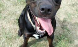 Breed: Rottweiler Labrador Retriever
 
Age: Adult
 
Sex: M
 
Size: L
John Boy: 2.5 year old Rotti/Lab mix
I am a very happy boy who always has a big, silly grin on my face! I am very playful and I love to chase toys!! I'll play fetch forever if your arm