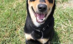 Breed: Shepherd Rottweiler
 
Age: Adult
 
Sex: M
 
Size: L
Bradley: 2 year old Shepherd/Rotti mix, male
I am a happy boy who is very active and playful! I don't show well in my kennel as I can be a bit territorial, but once I am outside you will see what