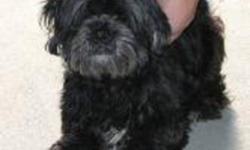 Breed: Shih Tzu
 
Age: Adult
 
Sex: M
 
Size: S
Cody is one and half year old approximately and is a black curly haired Shih Tzu. Neutering Pending.
 
View this pet on Petfinder.com
Contact: Shelter of Hope Animal Services | Cobourg, ON
