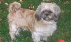 Breed: Shih Tzu
 
Age: Adult
 
Sex: M
 
Size: S
Rosco is a sweet Shitzu mix. He is approximately 3 or 4 years old and is currently being spoiled in foster care.
He is housebroken, going to the door when he wants out and barking when he wants back in. He