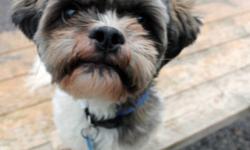 Breed: Shih Tzu
 
Age: Adult
 
Sex: M
 
Size: S
Teddy: 4 year old Shih Tzu/Lhasa Apso mix, male
I am a sweet little man who loves attention and to be in the company of people! I know my basic obedience commands, I walk great on lead, and I love to be
