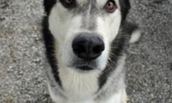 Breed: Siberian Husky
 
Age: Adult
 
Sex: M
 
Size: L
Dakota: 4 year old Siberian Husky, male
I am a big, handsome boy who is very smart and well-behaved. I know my basic commands, and I walk wonderfully on lead. Like a typical Husky, I LOVE to run and