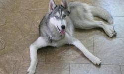 Breed: Siberian Husky
 
Age: Adult
 
Sex: M
 
Size: L
This dog is looking for a new home. His name is Maverick born on August 25, 2008. He is a pure bread Siberian Husky. He's 3 years old, with all his shots up to date. He was laser neutured at 5 weeks
