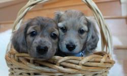 Gorgeous AKC Registered Mini Longhaired Doxie Babies ready to go! 2 males, one cream, one dapple red. Beautiful soft healthy coats with oh-so-sweet faces :) They should mature to be 8-9lb.
 
They come vet checked, vaccinated, dewormed, flea & mite