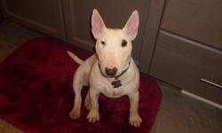 Smokie is a wonderful female miniature bull terrier and it deeply saddens us that she needs a new home due to drastic changes in family circumstances. She was purchased as a show prospect but really ended up being a great pet quality dog instead, she is