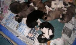 Born Dec.08/2011Their are 3 female/6 males for sale.  
NON aggressive BOTH parents are amazingly friendly with people,
kids and other pets,
these are great Akita parents.
The puppies will come with first shots, vet. Checked, de wormed.
 
They will be