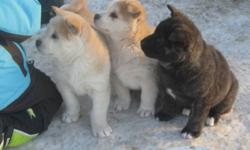 Akita puppies, absolutely adorable, all shots, vet checked and nails done. Have been with both parents whole time and excellent temperments and great personalities. Only 4 little girls