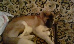 Male akita puppy 6 months old registered. Microchipped, house trained