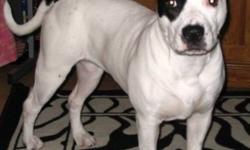 I have a 2 and a half year old American Bulldog for sale for $500.00 or best offer. She is a big happy suck who is protective of her owners and yard. Im relocating and unfortunately cant bring her with me and would like to see her in a good home with