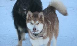Giant Alaskan Malamute missing from Alberta! Benjamin is a yellow and white male, neutured friendly dog that vanished from his home near Falher Alberta on Thursday January 20, 2011. It is feared that Ben was abducted and is now been sold/given to persons