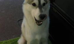 We have a pure Alaskan Malamute male puppy.
He is energetic and playful. He loves playing outside and fetching! And he loves running with you.
He has great personality. Super friendly with people.
We tought him basic commons like sit, down, come/go, stay,
