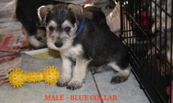 2 males and a female salt & pepper miniature schnauzers born Sept. 3 will be ready to go on the last weekend of October. Will have had first shots, deworm meds. Their dew claws are removed and their tails are docked. Great personalities. Home raised,
