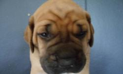 wardogs is proud to anounce the arrival of sabbat and conans babies!! amazing english mastiff puppies . wonderful family dogs ..excellant preditor control..and property protection.  now accepting deposits..for more info please contact us at 1-306-549-4568