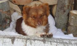 We have a purebred Pomeranian male for sale, the last of the litter.
He is dewormed, had his first shot and is vet checked.
Very good with kids and other animals!
 
If you are interested, please contact us by email or phone.