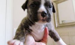 Socialized and cute as can be..American Bull Dog Cross..12 week old female...asking $850...Dewormed, have shots...looking for loving people who can give pup a good home....