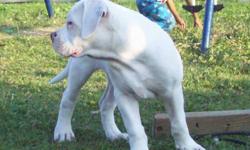 Are Boy ! NEEDS a Forever loving Home, Would suit a mature couple who loves American bulldogs" He is house Trained, Crate Trained, 100% healthy" Has a Great Temperament, No trouble on lead.. Well socialized with other dogs & loves Kids !