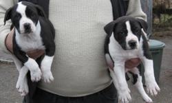 American Bulldog pups two available
 1 male and 1 female left
 vet checked and first shots, dewormed
 Nice looking puppies