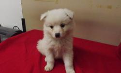 3 BOYS 3 GIRLS (miniature) AMERICAN ESKIMO PUPPIES
READY & LOOKING FOR FOREVER HOME.
WELL BEHAVED, LOVING,
BEAUTIFUL TEDDY BEAR FACE,. SHINY WHITE AND
SUPER SOFT FULL COAT.
VERY INTELLIGENT.
VERY GOOD TEMPERAMENT.
THIS PRICE INCLUDES:Â·
FIRST SET OF