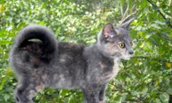 American Rintails
A rare, highly distinctive, and newly recognized breed of cat
The outstanding feature of the breed is a tail that is very flexible and strong, which sits naturally in the curled position ? much like a husky.
* 
The American Ringtail is a