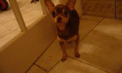 Cocoa is a light and dark brown chihuahua who loves people and attention. He is a little over three years old and loves children! We hate to part with him but we no longer have the time for him he deserves. He is not neutered and in need of a loving