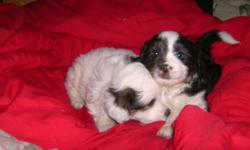 We have 5 beautiful puppies for sale $400.00. The mother is an australian shepherd 35 lbs.and the father is a multese and japanese chin 14 lbs. There is one female and four males. They are black and white and one male mostly white. Ready to go to homes