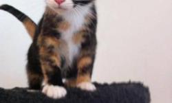 Breed: Calico Domestic Short Hair-orange
 
Age: Baby
 
Sex: F
 
Size: M
Ariel is a very sweet kitten. She is very adventurous and friendly. She is from a kill shelter in Northern BC. She is about 8-12 weeks old.
 
 
OUR CATS ARE BETTER THAN "FREE"!
 
Our
