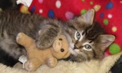 Breed: Domestic Medium Hair
 
Age: Baby
 
Sex: F
 
Size: M
We have a variety of kittens at the shelter. Please call us today as the list of kittens is always changing!
 
View this pet on Petfinder.com
Contact: Winnipeg Pet Rescue Shelter | Winnipeg, MB