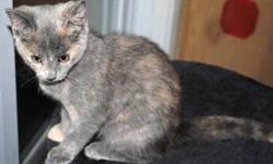 Breed: Domestic Short Hair-gray
 
Age: Baby
 
Sex: F
 
Size: M
Bluebell is Cinnamon's baby. Her sister and broher (Tigerlily and Cashew) have been adopted. Bluebell is very sweet and cuddly and would love to find a home too. To meet this little girl,