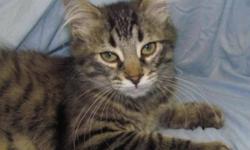Breed: Domestic Short Hair Domestic Medium Hair
 
Age: Baby
 
Sex: F
 
Size: M
We have lots of female kittens available here at the shelter and at our satellite locations:
Fresca - DSH, Brown Tabby + White, Female, 3 months, at Victoria Rd Animal