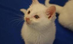 Breed: Domestic Short Hair-white
 
Age: Baby
 
Sex: F
 
Size: S
 
 
Please email us for more info about Lulu!
 
 
OUR CATS ARE BETTER THAN "FREE"!
 
Our adoption fee for a kitten is $180. We discount this further if you adopt two kittens, to $300, as it