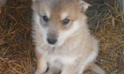 Breed: Husky
 
Age: Baby
 
Sex: F
 
Size: L
As an SPCA dog for my $225 adoption fee I will be "fixed, Micro-chipped, De-wormed and will have had my first set of vaccines.
 
View this pet on Petfinder.com
Contact: Peace River SPCA | Peace River, AB