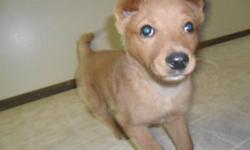 Breed: Labrador Retriever Collie
 
Age: Baby
 
Sex: F
 
Size: L
My name is Maddie, I am still a bab y about 9 weeks old, I am a Lab Collie cross, I am a rich brown color and of course I am a little girl. I am a puppy and like to do all the things puppies