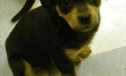 Breed: Rottweiler
 
Age: Baby
 
Sex: F
 
Size: M
Hi I'm Robyn and I'm a 1 month 4-week old female puppy. Because I'm still a young puppy, I have separation anxiety. In foster care, I played with leaves and I'm still getting used to walking on a leash. I
