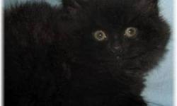 Breed: Domestic Long Hair-black
 
Age: Baby
 
Sex: M
 
Size: M
ANDY has been nicknamed Peewee by the children. He is a superb and affectionate black long hair angora kitten. To greet Andy Peewee in your family: adopter@cascaorg.com or 514-513-6766.
Andy