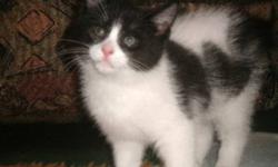 Breed: Domestic Short Hair-black and white
 
Age: Baby
 
Sex: M
 
Size: M
Enya, Rouky, Mali and Maya are four adorable kittens born on September 2nd, 2011. Their mom, a stray cat, was rescued days before having her babies. Mom has been spayed since then.