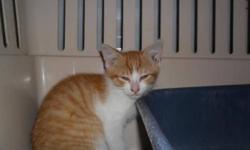 Breed: Manx
 
Age: Baby
 
Sex: M
 
Size: L
My name is Romeo, I am orange and white, I am a male sbout 10-11 weeks old, I am going to be a big boy when I am all grown up...and remember I am Manx...
 
View this pet on Petfinder.com
Contact: Estevan Humane