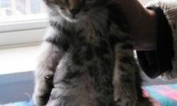 Breed: Tabby - Brown
 
Age: Baby
 
Sex: M
 
Size: M
Omar was born about August 29th, 2011. He really is adorable and loves to play with his 5 siblings. The adoption fee is $70.00. If you want to adopt two cats the fee is $100.00 for both. This adoption