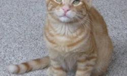 Breed: Tabby - Orange Domestic Short Hair-orange
 
Age: Baby
 
Sex: M
 
Size: M
DSH, orange tabby, male, neutered, vaccinated, DOB April 1, 2010. When he was six weeks old Carat and his three sisters were rescued from a construction site in downtown