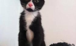 Breed: Tuxedo Domestic Short Hair-black and white
 
Age: Baby
 
Sex: M
 
Size: M
Eric is a very handsome and cuddly cat from a kill shelter in northern BC. He is apporx 2-3 months old.
 
 
OUR CATS ARE BETTER THAN "FREE"!
 
Our adoption fee for a kitten