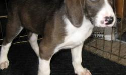 Breed: Bluetick Coonhound Treeing Walker Coonhound
 
Age: Baby
 
Sex: M
 
Size: M
Hunter is a 9 week old Blue Tick/ Walker X puppy.
A puppy like Hunter will grow up to be a friendly, affectionate,gentle dog who will get on well with adults and children