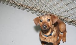 Breed: Dachshund
 
Age: Baby
 
Sex: M
 
Size: S
 
View this pet on Petfinder.com
Contact: Fort Smith Animal Society | Fort Smith, NT