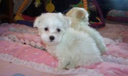 --THESE BEAUTIFUL BABIES WERE BORN JULY 23.
--MOM IS A GORGEOUS 6.5 POUND MALTESE.
--DAD IS 3.5 POUND BEAUTIFUL MALTESE.
-THESE LITTLE ONES HAVE BEEN FUN TO WATCH AS THEY CHASE EACH OTHER AND THE CHILDREN AROUND THE HOUSE, STOPPING TO DISCOVER THEIR