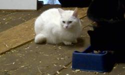 We have assorted barn cats. They are wild but I'm working on taming them. There are a few kittens which are the most friendly. There are tabbies, black, and white cats. If you are looking for plain old barn cats we have them.
This ad was posted with the
