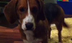 We are looking for a new home for our Basset Hound cross. He is neutered, registered, vaccinated, tattooed, house & kennel trained.
He would make a great family pet, and needs a yard that he can play in. He is very social and friendly.
We are heart-broken